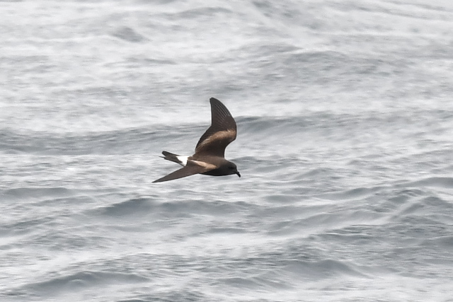 �R�V�W���E�~�c�o��