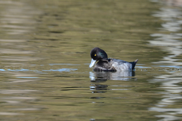 �R�X�Y�K��