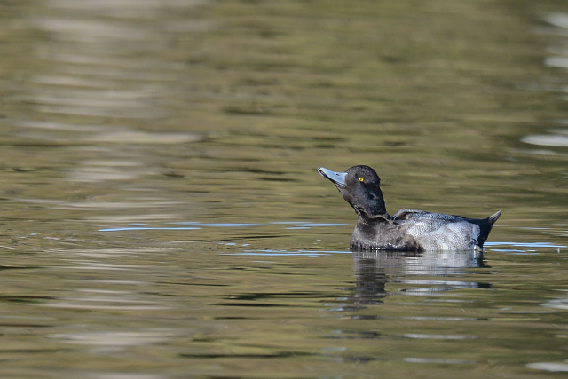 �R�X�Y�K��