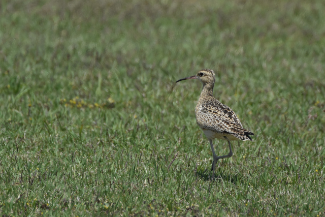 �R�V���N�V�M