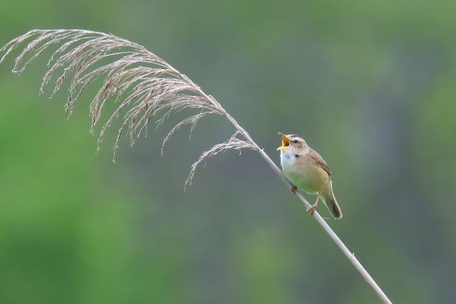 �R���V�L��