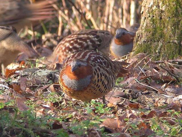 �R�W���P�C