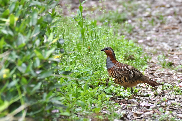 �R�W���P�C