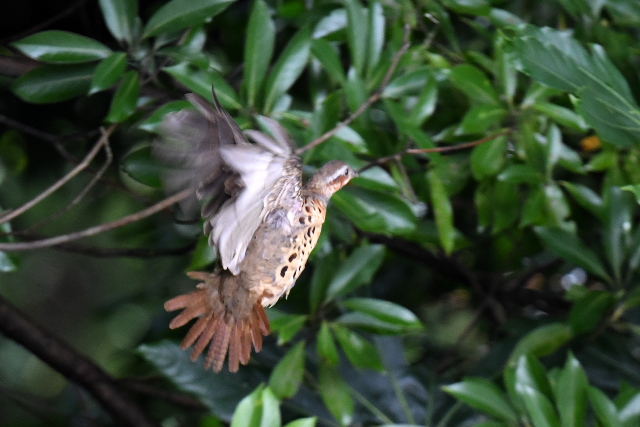 �R�W���P�C