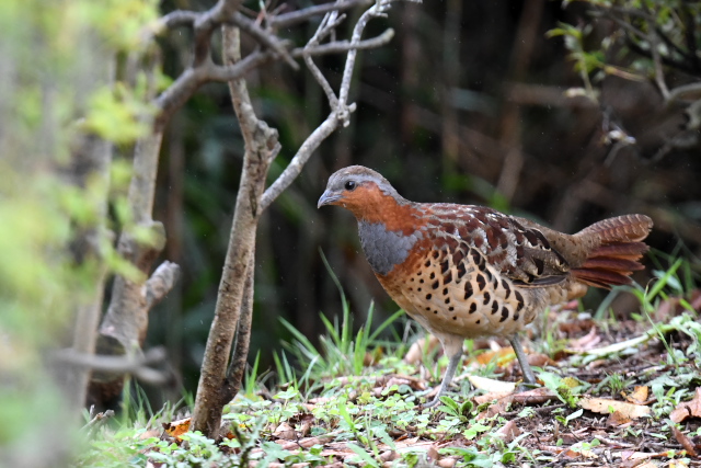 �R�W���P�C