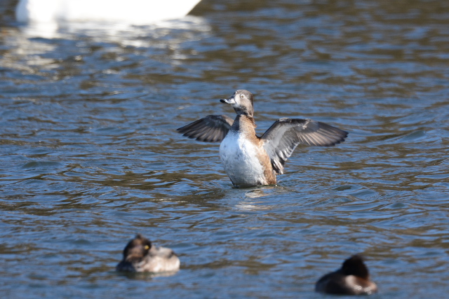 �N�r���L���N����