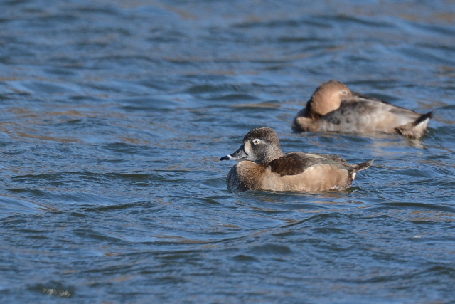 �N�r���L���N����