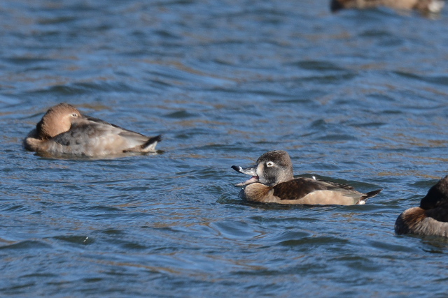 �N�r���L���N����