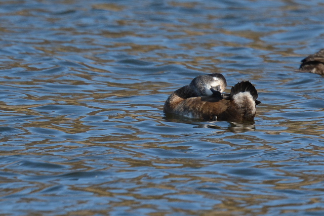 �N�r���L���N����