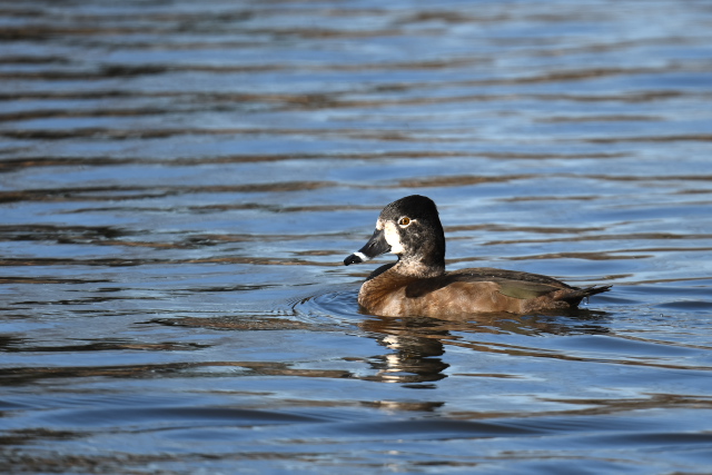 �N�r���L���N����