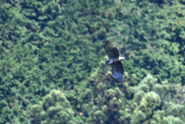 �N�}�^�J�@�c��