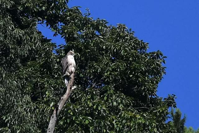 �N�}�^�J�@�c��