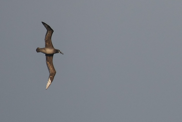 �N���A�V�A�z�E�h��