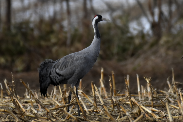 �N���d��