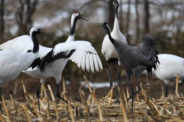 �N���d���ƃ^���`���E