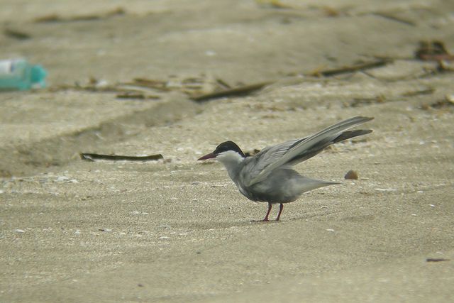 �N���n���A�W�T�V