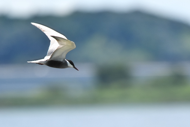 �N���n���A�W�T�V