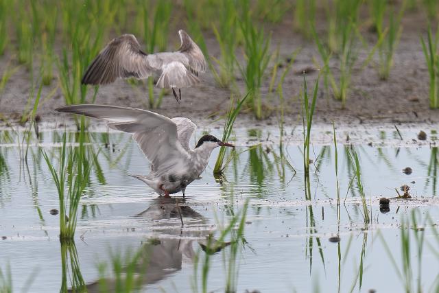 �N���n���A�W�T�V