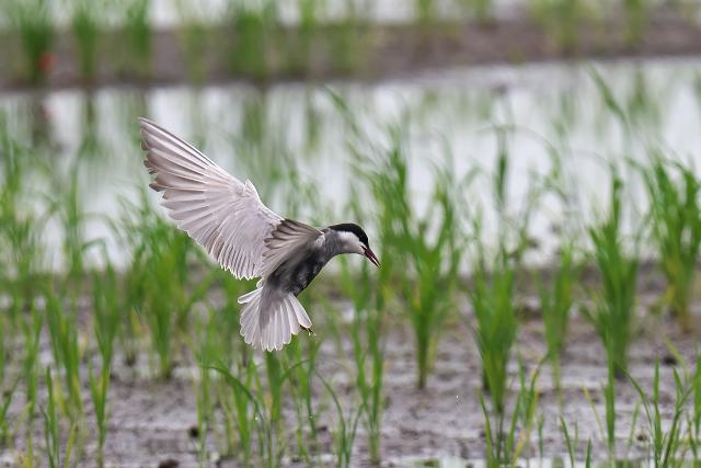 �N���n���A�W�T�V