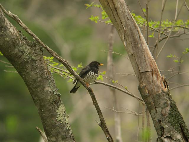 �N���c�O�~