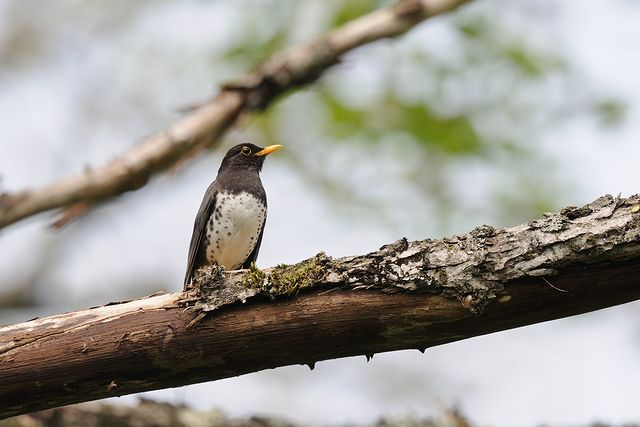 �N���c�O�~