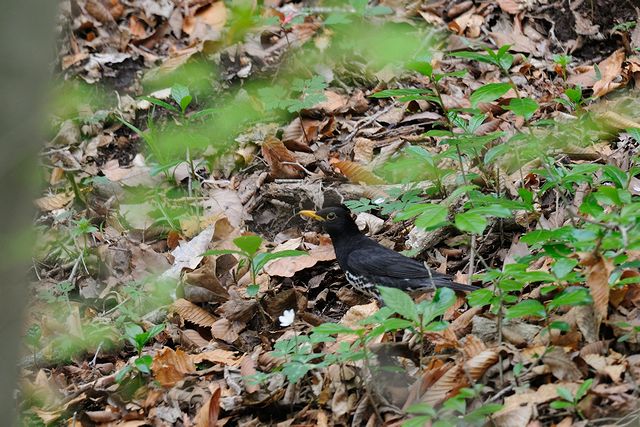 �N���c�O�~