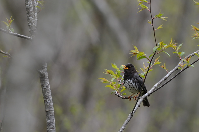 �N���c�O�~