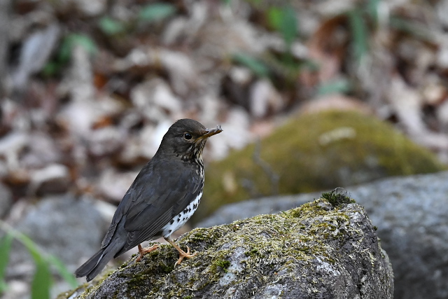 �N���c�O�~��