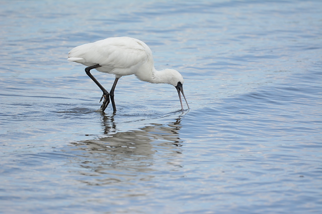 �N���c���w���T�M