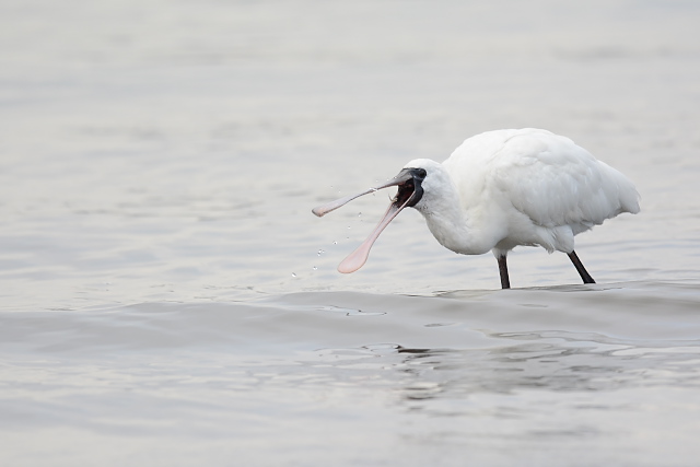 �N���c���w���T�M