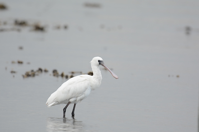 �N���c���w���T�M