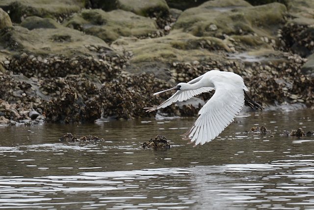 �N���c���w���T�M