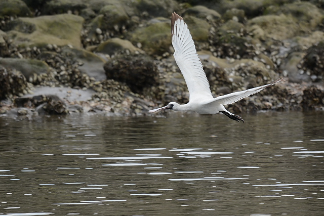 �N���c���w���T�M