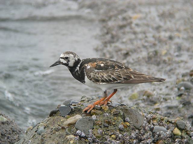 �L���E�W���V�M