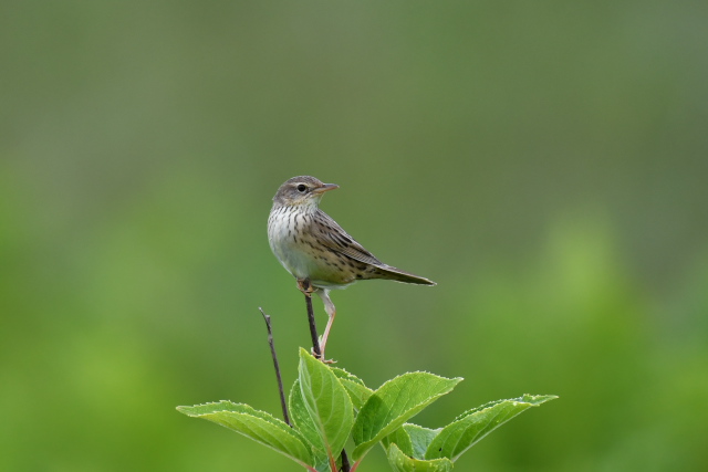 �}�L�m�Z���j���E