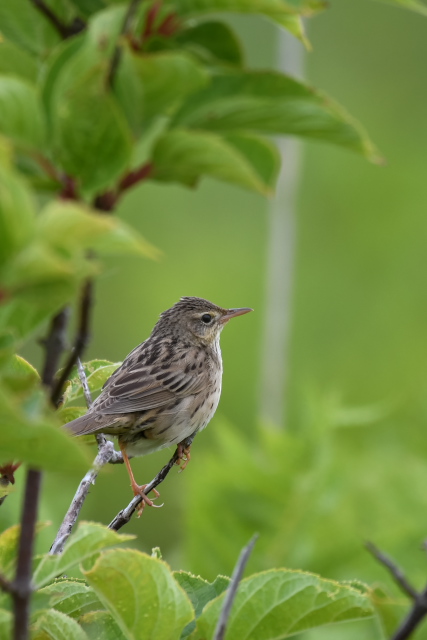 �}�L�m�Z���j���E