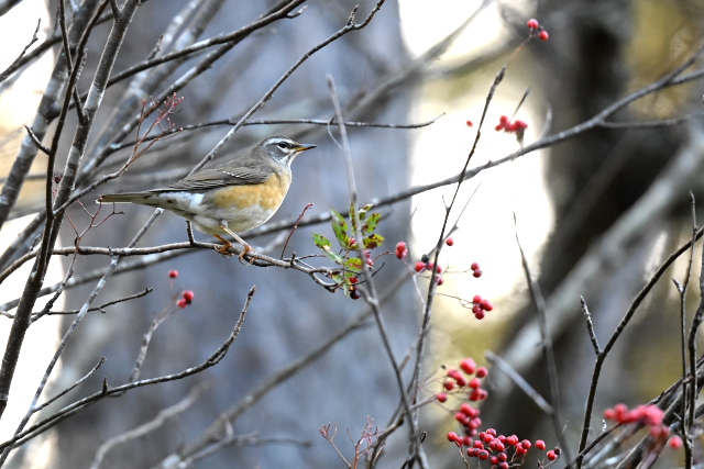 �}�~�`���W�i�C