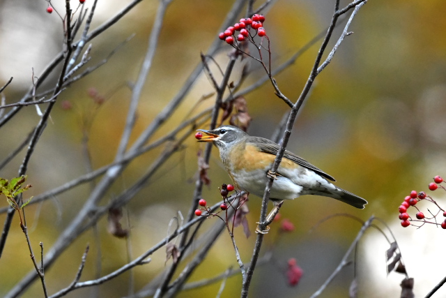 �}�~�`���W�i�C