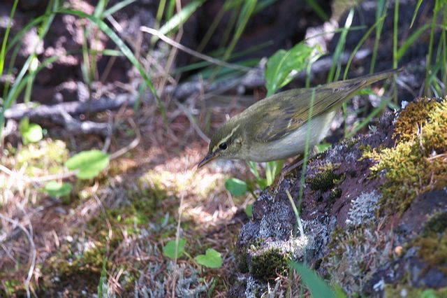 ���{�\���V�N�C