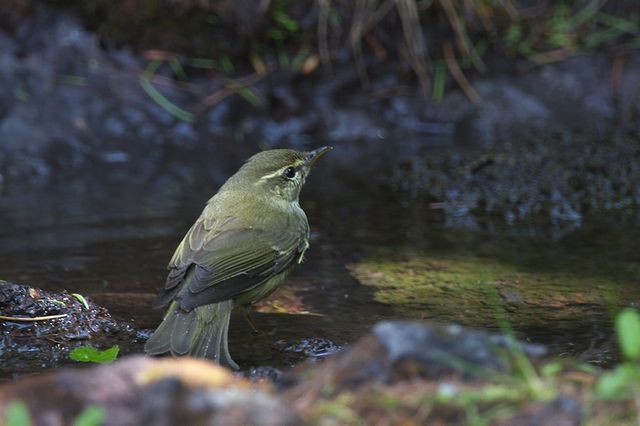 ���{�\���V�N�C