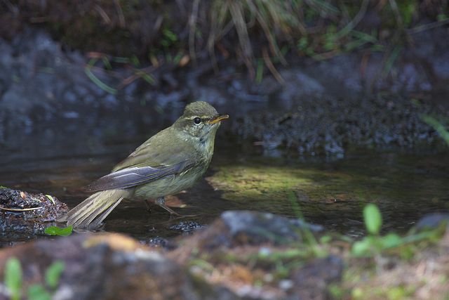 ���{�\���V�N�C