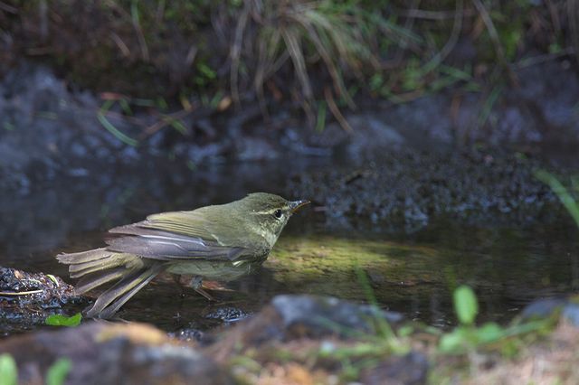 ���{�\���V�N�C