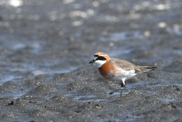 ���_�C�`�h��