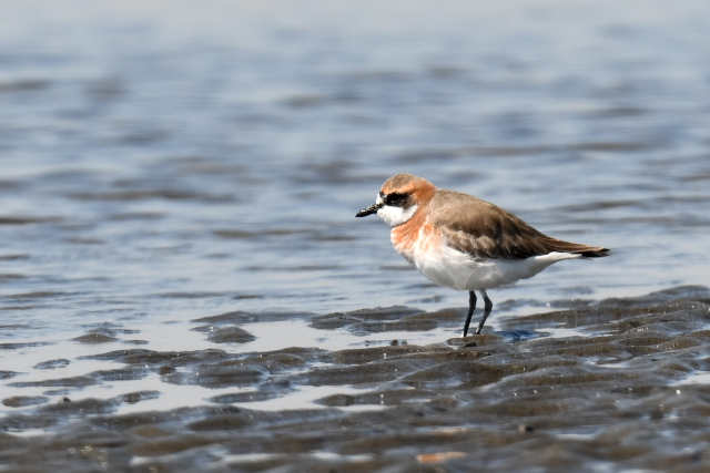 ���_�C�`�h��