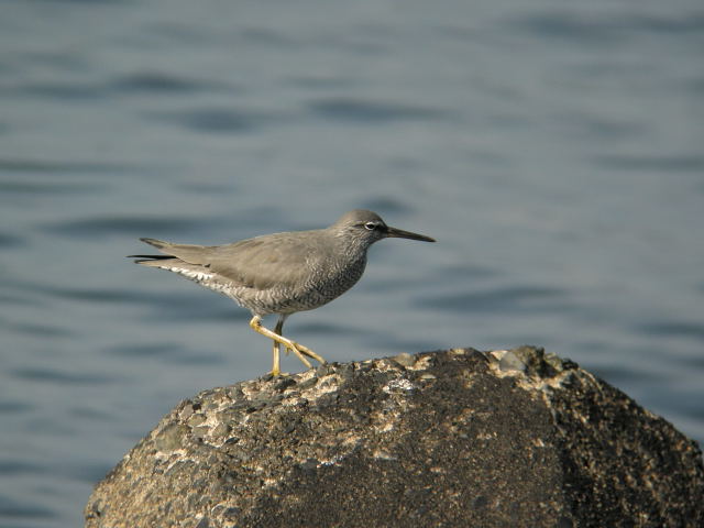 �����P���L�A�V�V�M