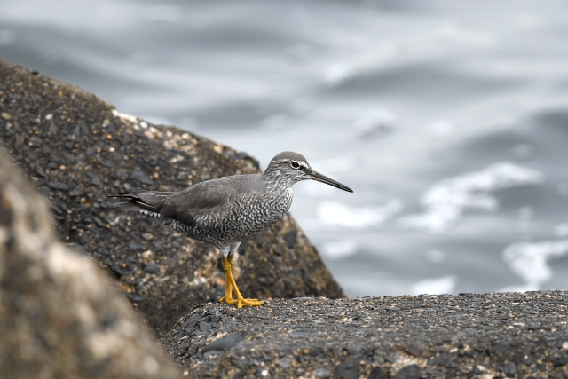 �����P���L�A�V�V�M