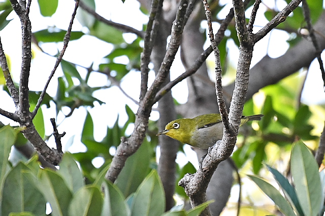 �V�`�g�E���W��