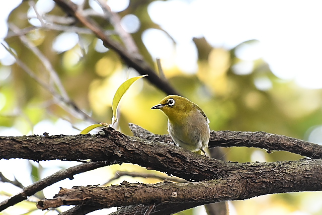 �V�`�g�E���W��