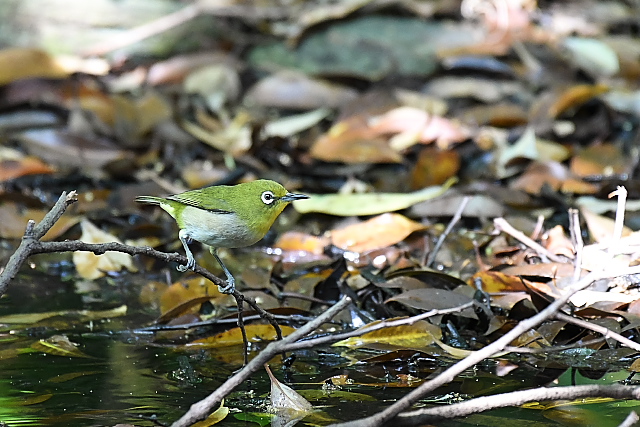 �V�`�g�E���W��