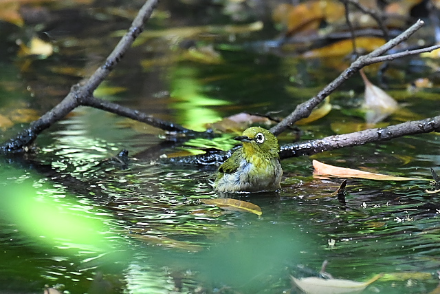 �V�`�g�E���W��